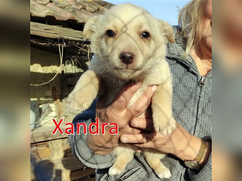 XANDRA ❤  sucht Zuhause oder Pflegestelle