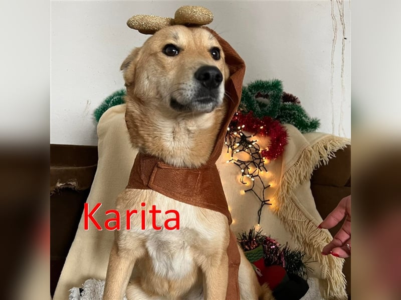 KARITA ❤ sucht Zuhause oder Pflegestelle