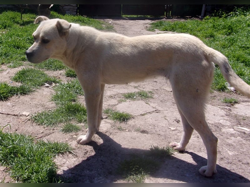SHANTELLA ❤ sucht Zuhause oder Pflegestelle