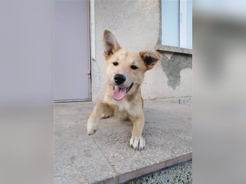 KARITA ❤ sucht Zuhause oder Pflegestelle