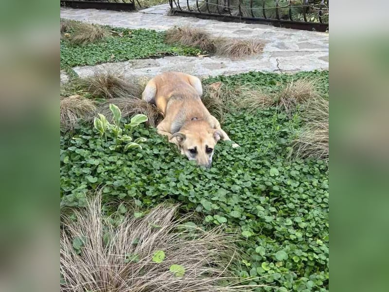 SIMA ❤ EILIG! sucht Zuhause oder Pflegestelle