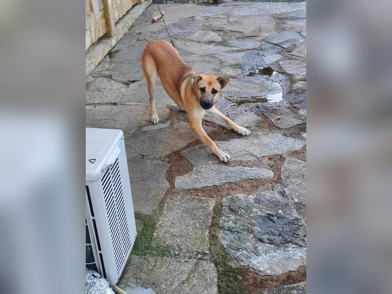 SIMA ❤ EILIG! sucht Zuhause oder Pflegestelle
