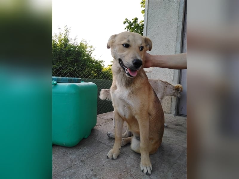KARITA ❤ sucht Zuhause oder Pflegestelle