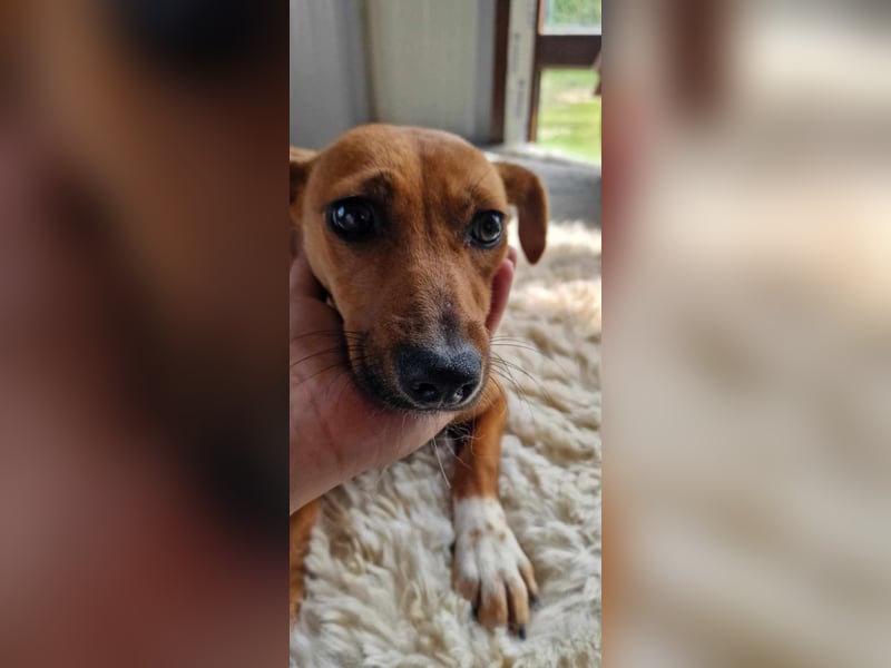 ALMOND ❤  wartet in 27624 Geestland auf Dich