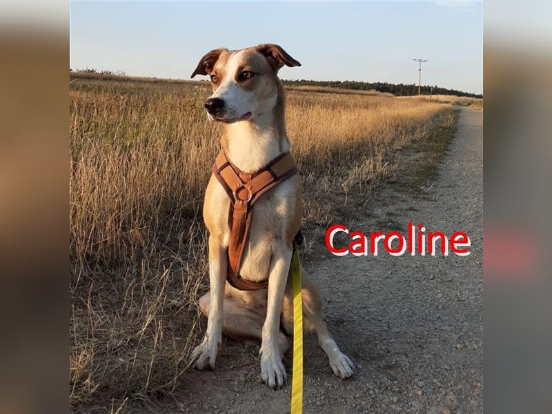 CAROLINE sucht liebevolles Zuhause