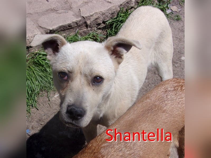SHANTELLA ❤ sucht Zuhause oder Pflegestelle