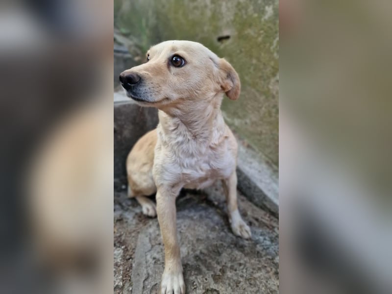 ALBA ❤️ Eilig! sucht Zuhause oder Pflegestelle