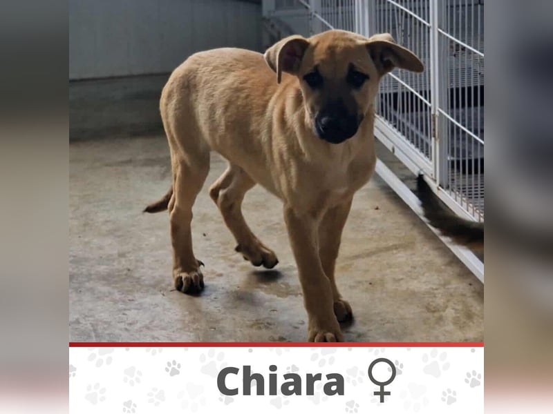CHIARA ❤  wartet in 26676 Barßel auf Dich