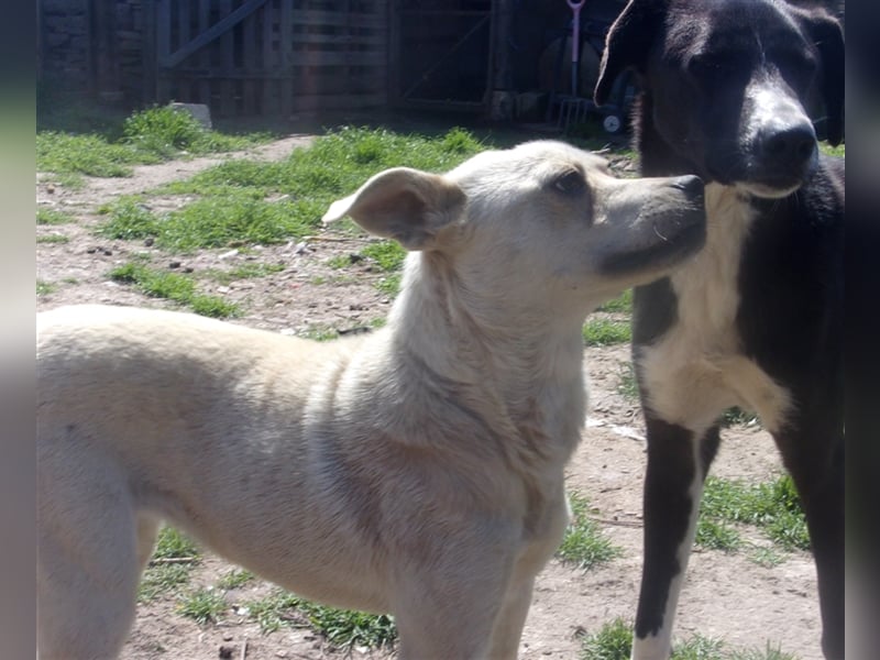 SHANTELLA ❤ sucht Zuhause oder Pflegestelle