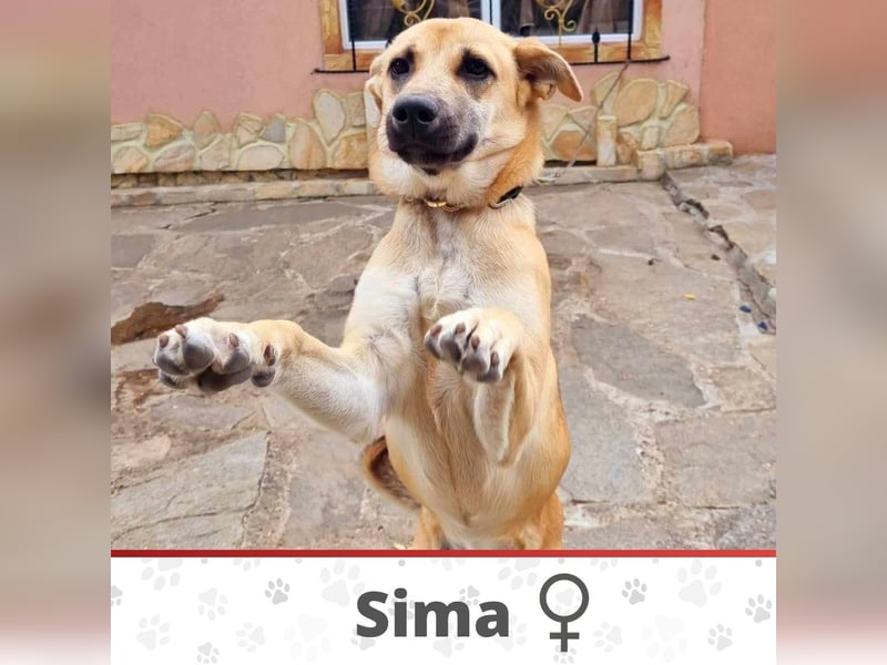 SIMA ❤ EILIG! sucht Zuhause oder Pflegestelle