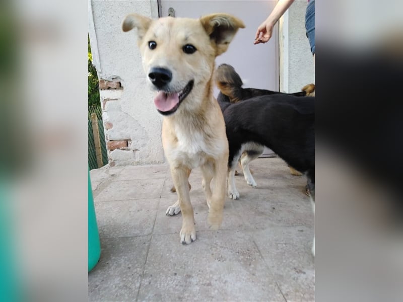 KARITA ❤ sucht Zuhause oder Pflegestelle