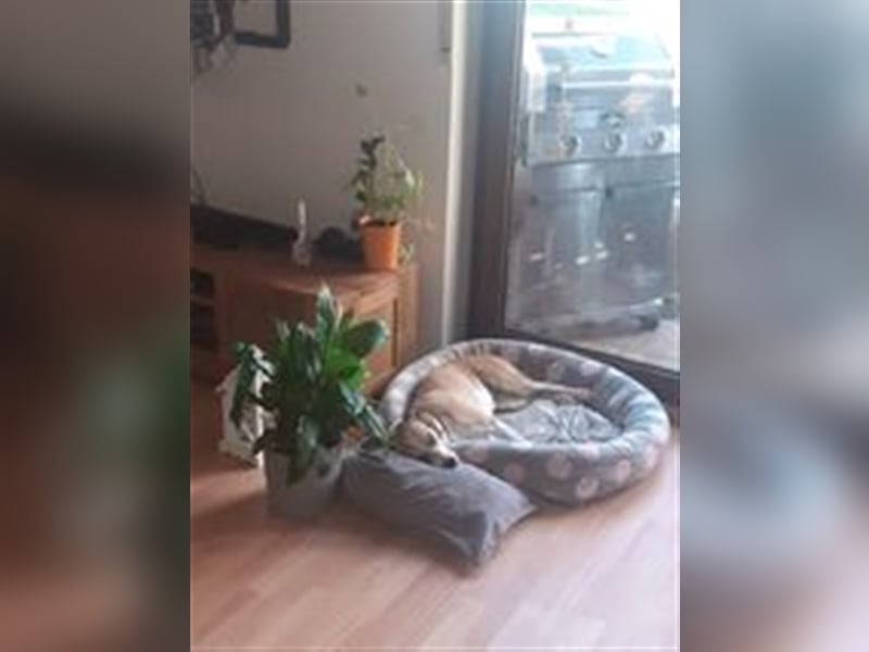 CAROLINE sucht liebevolles Zuhause