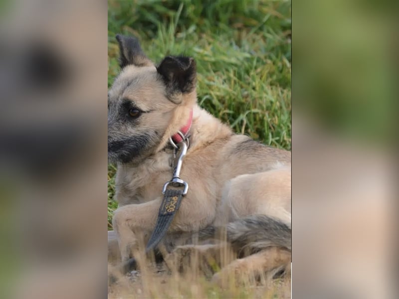 Dunia - Noch ängstliche aber liebe Hündin , ca. 3-4 Jahre