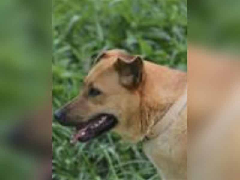 „Coco“ - Liebe Hündin, ca. 2018 geb., sucht Zuhause, gut verträglich