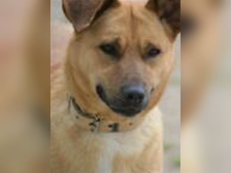 „Coco“ - Liebe Hündin, ca. 2018 geb., sucht Zuhause, gut verträglich