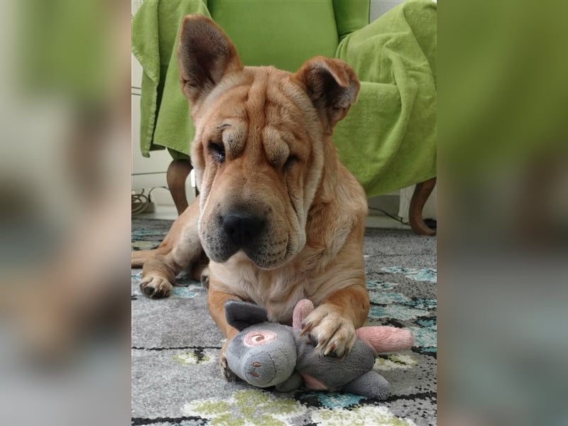 Shar-Pei-Mix Seniorin Ronja sucht dringend ein neues Zuhause