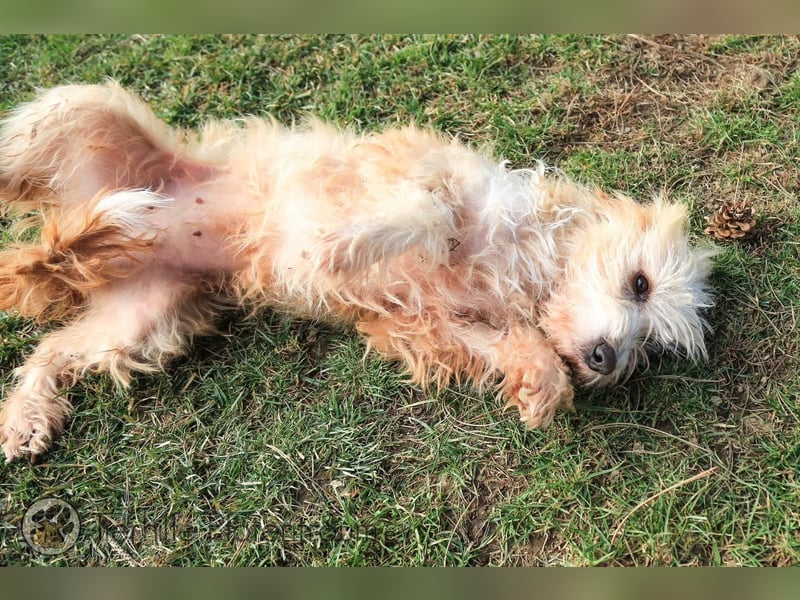 Goldy, goldiges Hundemädchen sucht ein Zuhause