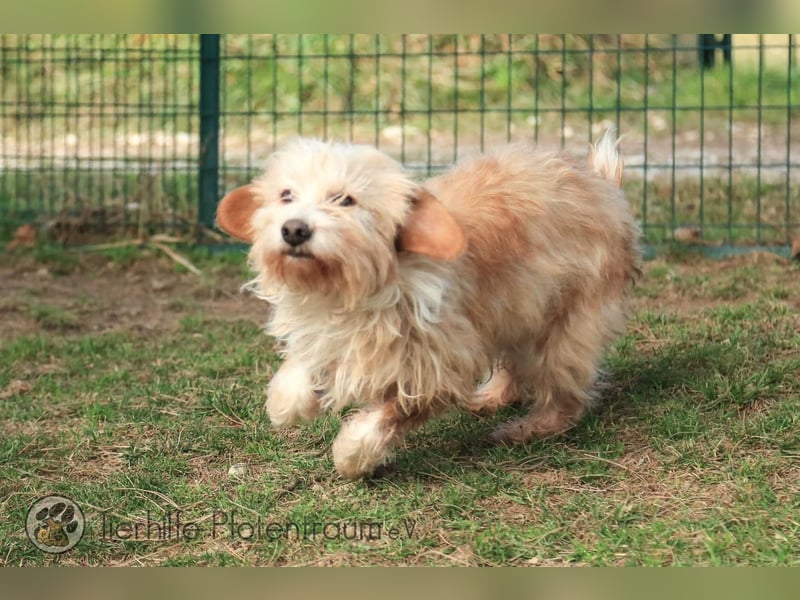Goldy, goldiges Hundemädchen sucht ein Zuhause