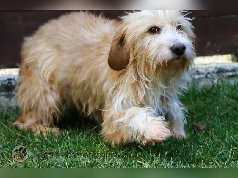 Goldy, goldiges Hundemädchen sucht ein Zuhause
