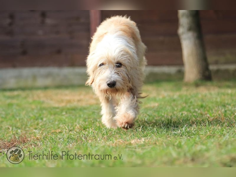 Goldy, goldiges Hundemädchen sucht ein Zuhause