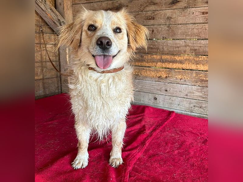 ❤️ unser Sonnenschein PANNI - 3,5 Jahre, 40cm/12kg - kleine Mischlingshündin