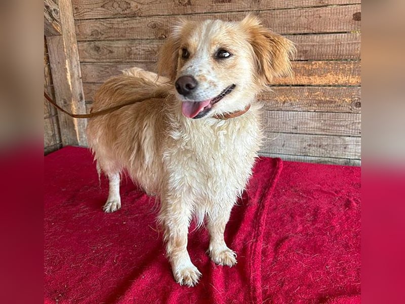❤️ unser Sonnenschein PANNI - 3,5 Jahre, 40cm/12kg - kleine Mischlingshündin