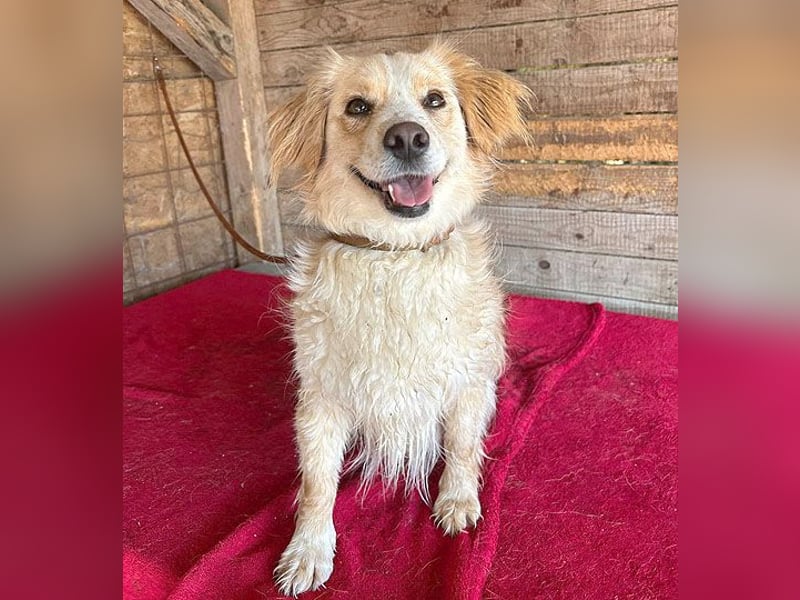 ❤️ unser Sonnenschein PANNI - 3,5 Jahre, 40cm/12kg - kleine Mischlingshündin