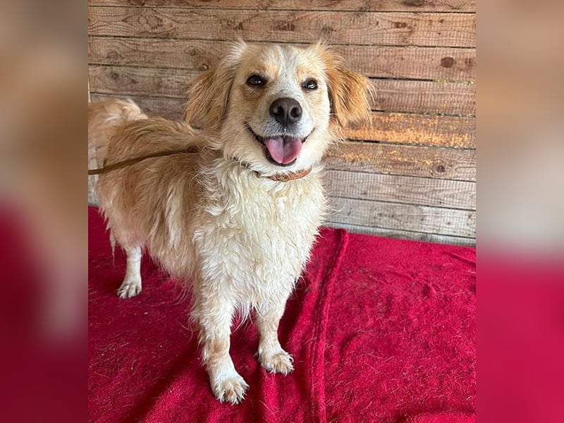 ❤️ unser Sonnenschein PANNI - 3,5 Jahre, 40cm/12kg - kleine Mischlingshündin