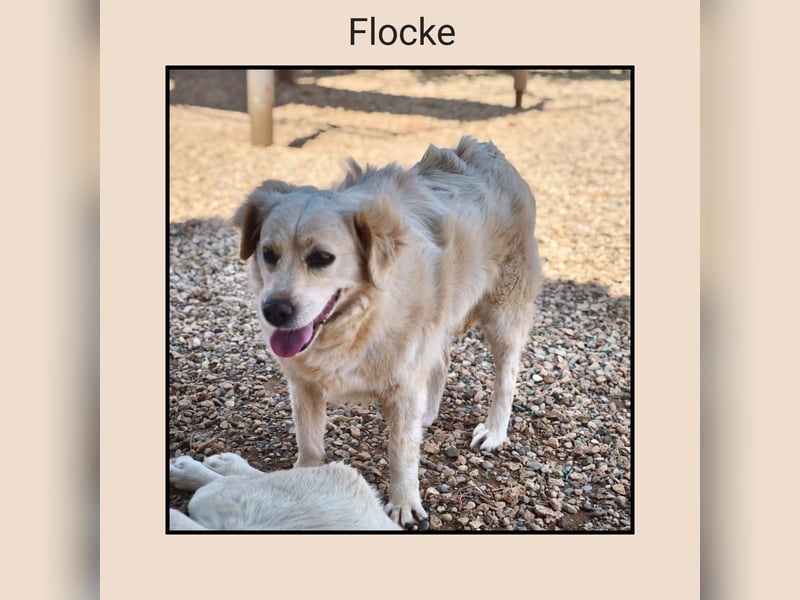Golden Retriever Mix Flocke: katzenverträglich u. lieb sucht Familienanschluss! MIT VIDEOS!