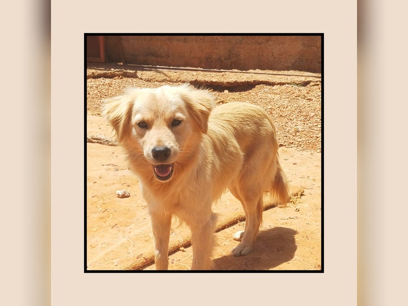 Katzenverträgliche + liebe  Golden Retriever Mischlingshündin LUCKY sucht DICH!