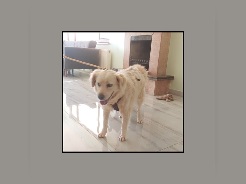 Golden Retriever Mix Flocke: katzenverträglich u. lieb sucht Familienanschluss! MIT VIDEOS!