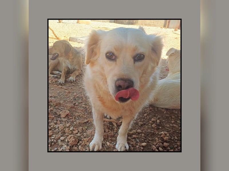 Golden Retriever Mix Flocke: katzenverträglich u. lieb sucht Familienanschluss! MIT VIDEOS!