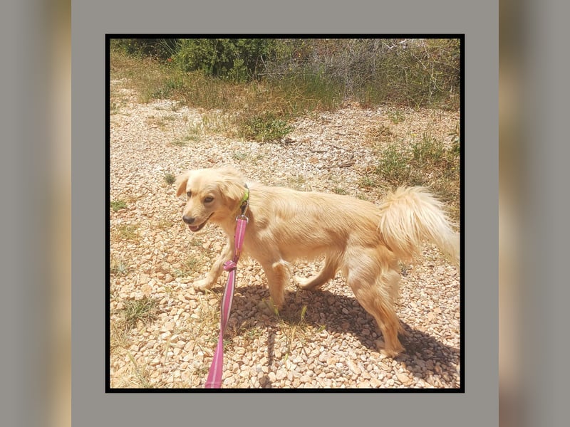 Katzenverträgliche + liebe  Golden Retriever Mischlingshündin LUCKY sucht DICH!