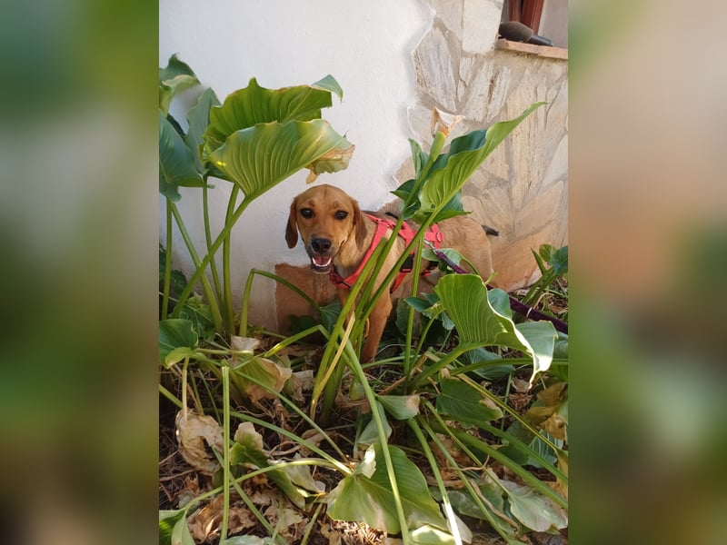 Katzenverträgliche Junghündin NAGGET wartet in Moers auf DEINEN Besuch! MIT VIDEOS!