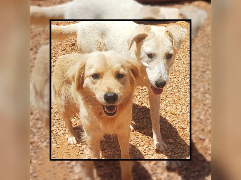 Katzenverträgliche + liebe  Golden Retriever Mischlingshündin LUCKY sucht DICH!