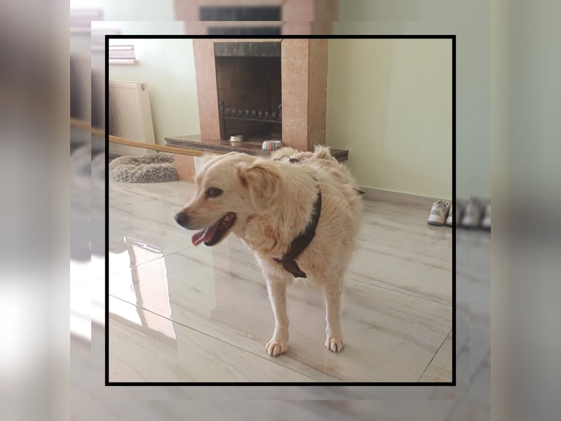 Golden Retriever Mix Flocke: katzenverträglich u. lieb sucht Familienanschluss! MIT VIDEOS!