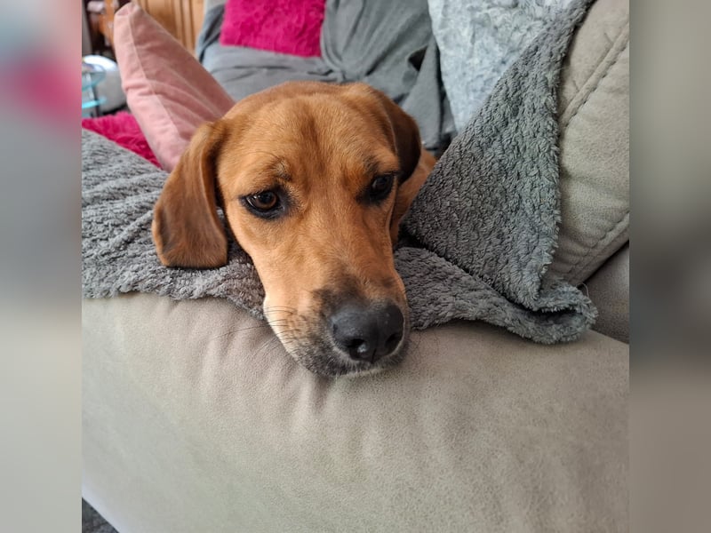 Katzenverträgliche Junghündin NAGGET wartet in Moers auf DEINEN Besuch! MIT VIDEOS!