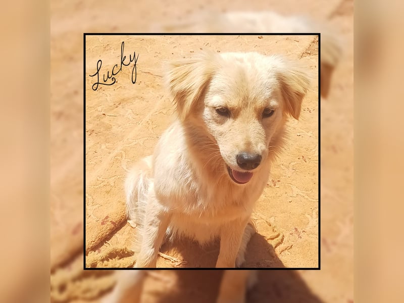 Katzenverträgliche + liebe  Golden Retriever Mischlingshündin LUCKY sucht DICH!