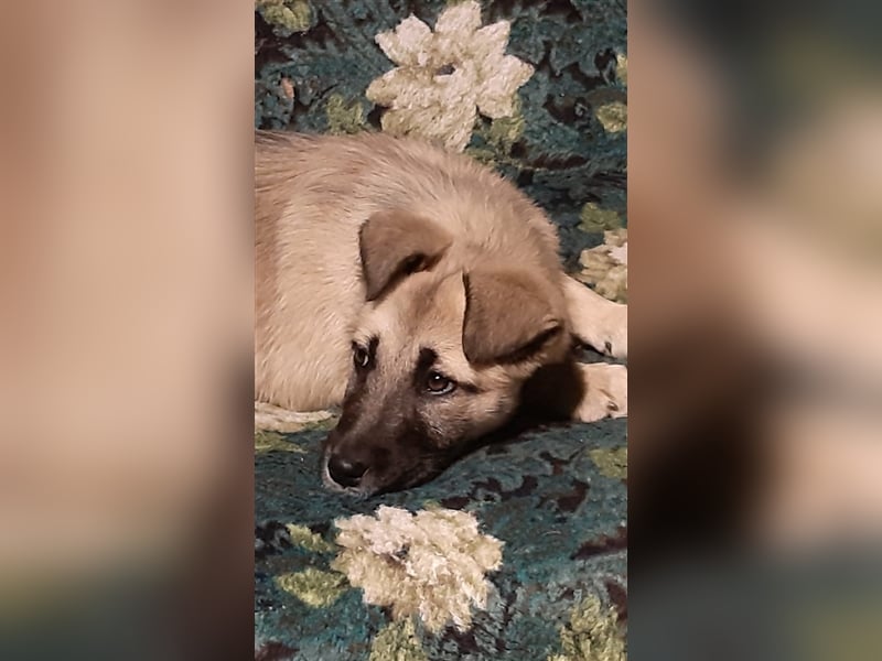 Koko