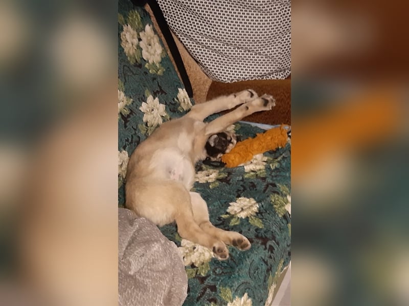 Koko