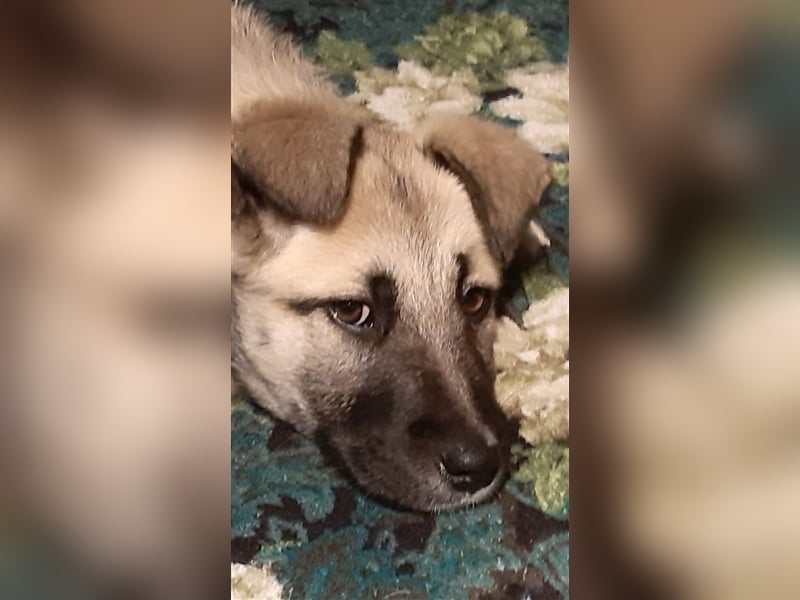 Koko