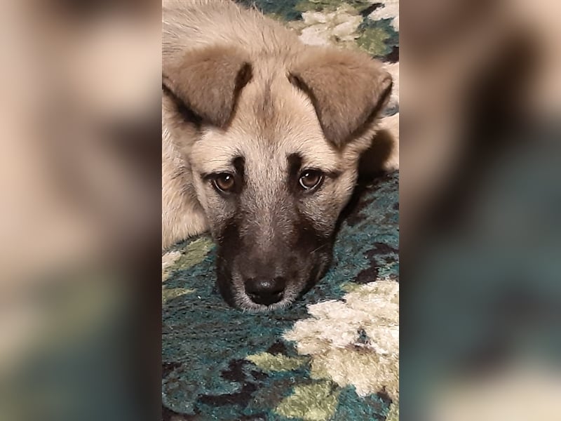 Koko