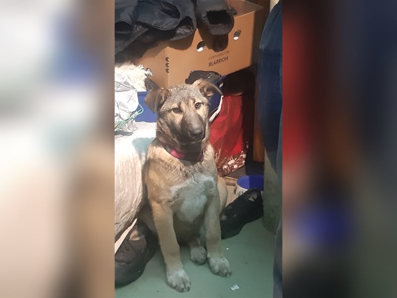 Zoë