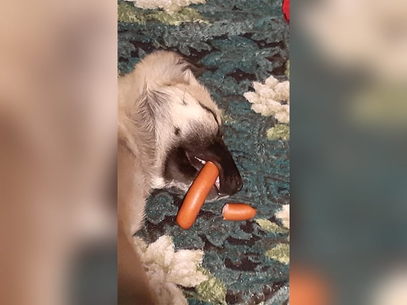 Koko