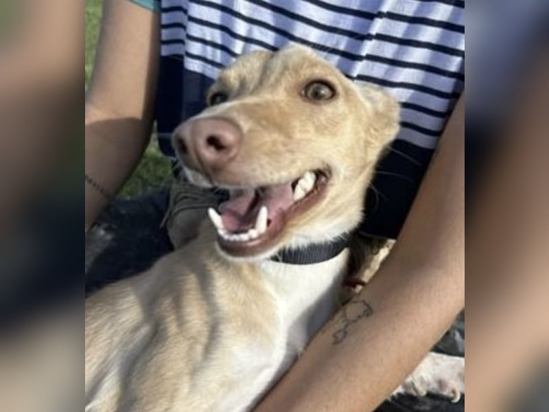 Bonita, unsere Mini Podenca