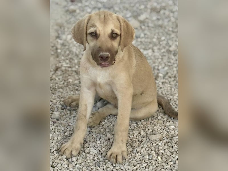 Zelda, möchte endlich ankommen dürfen