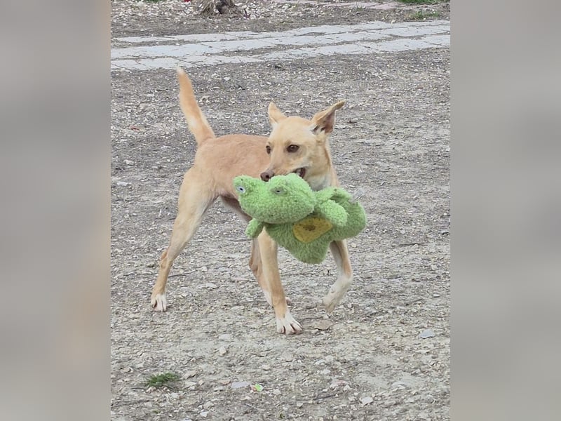 Bonita, unsere Mini Podenca