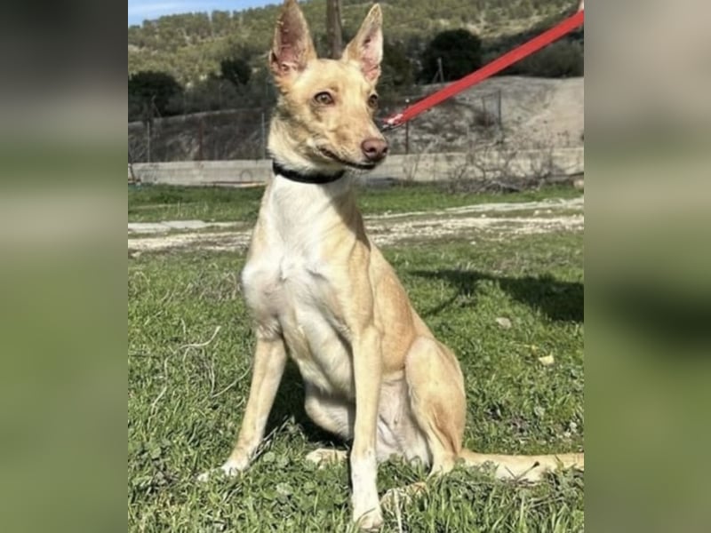 Bonita, unsere Mini Podenca