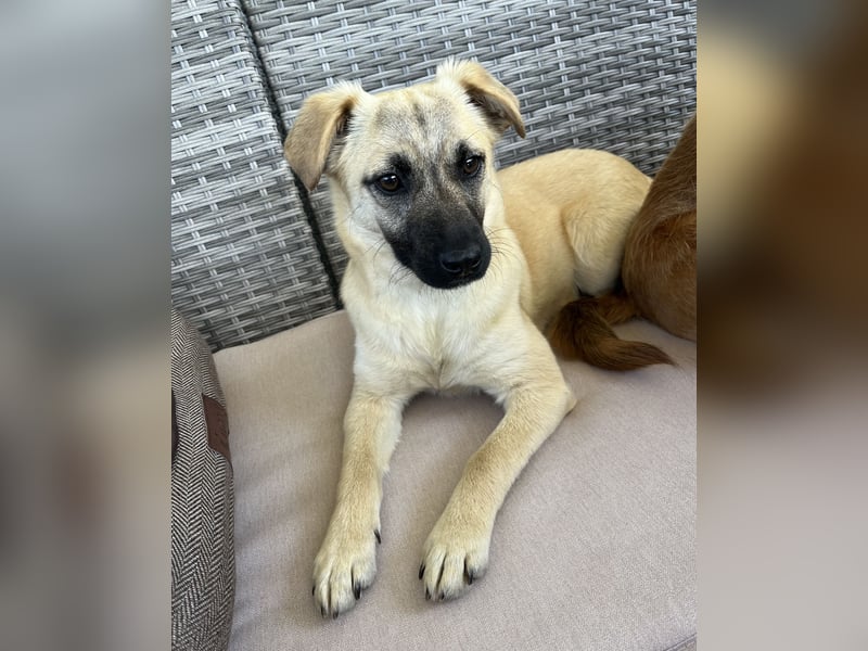 Birdie Tierschutzhund sucht ein Zuhause