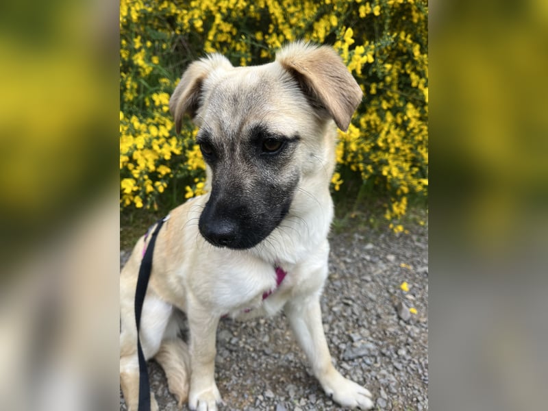 Birdie Tierschutzhund sucht ein Zuhause